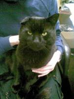 RAMBO - The Warehouse Cat